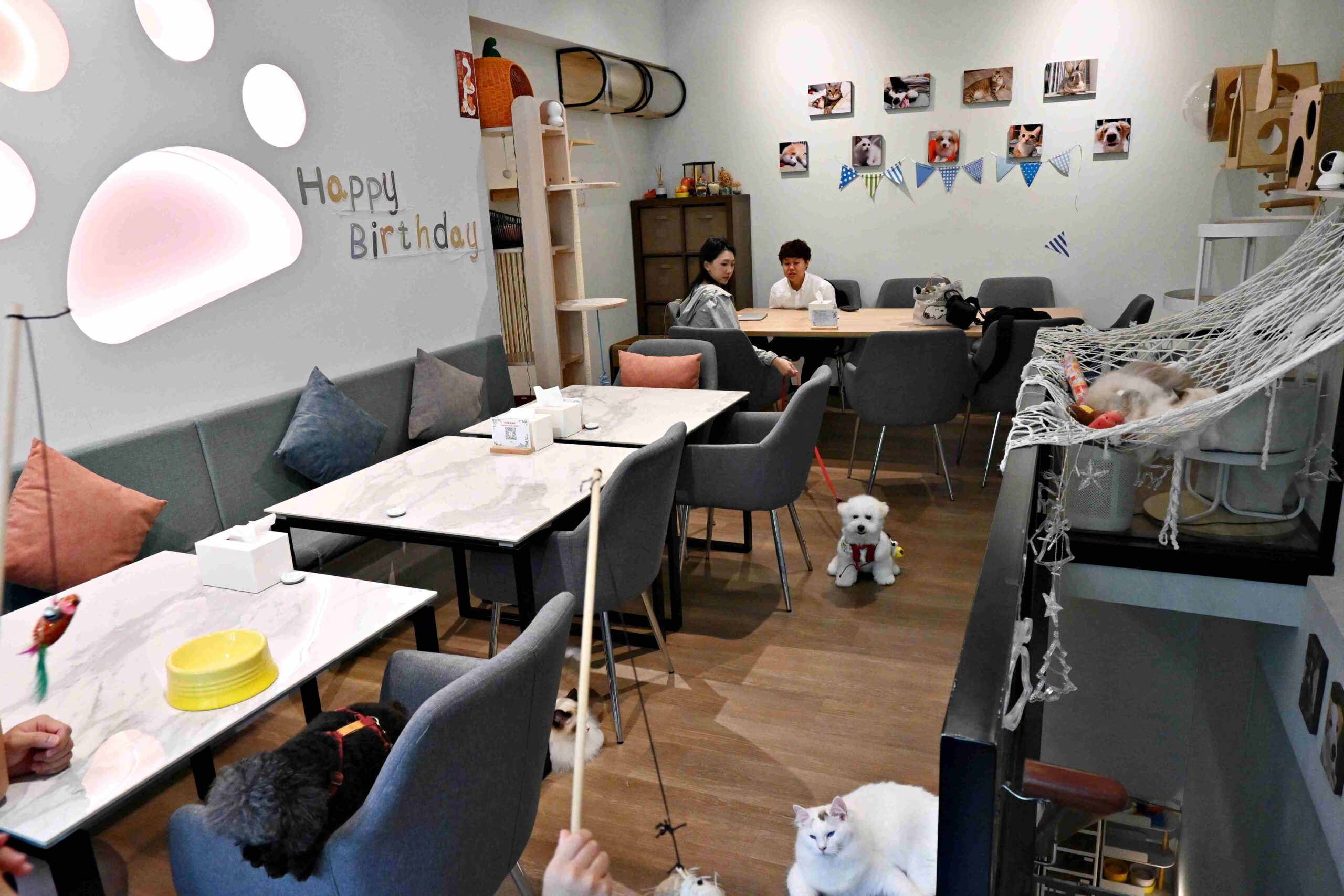 【新莊美食】Paws Cafe 寵物友善餐廳，寵物友善咖啡廳推薦，毛孩也有專屬菜單！ @厚片嘴角帶便當