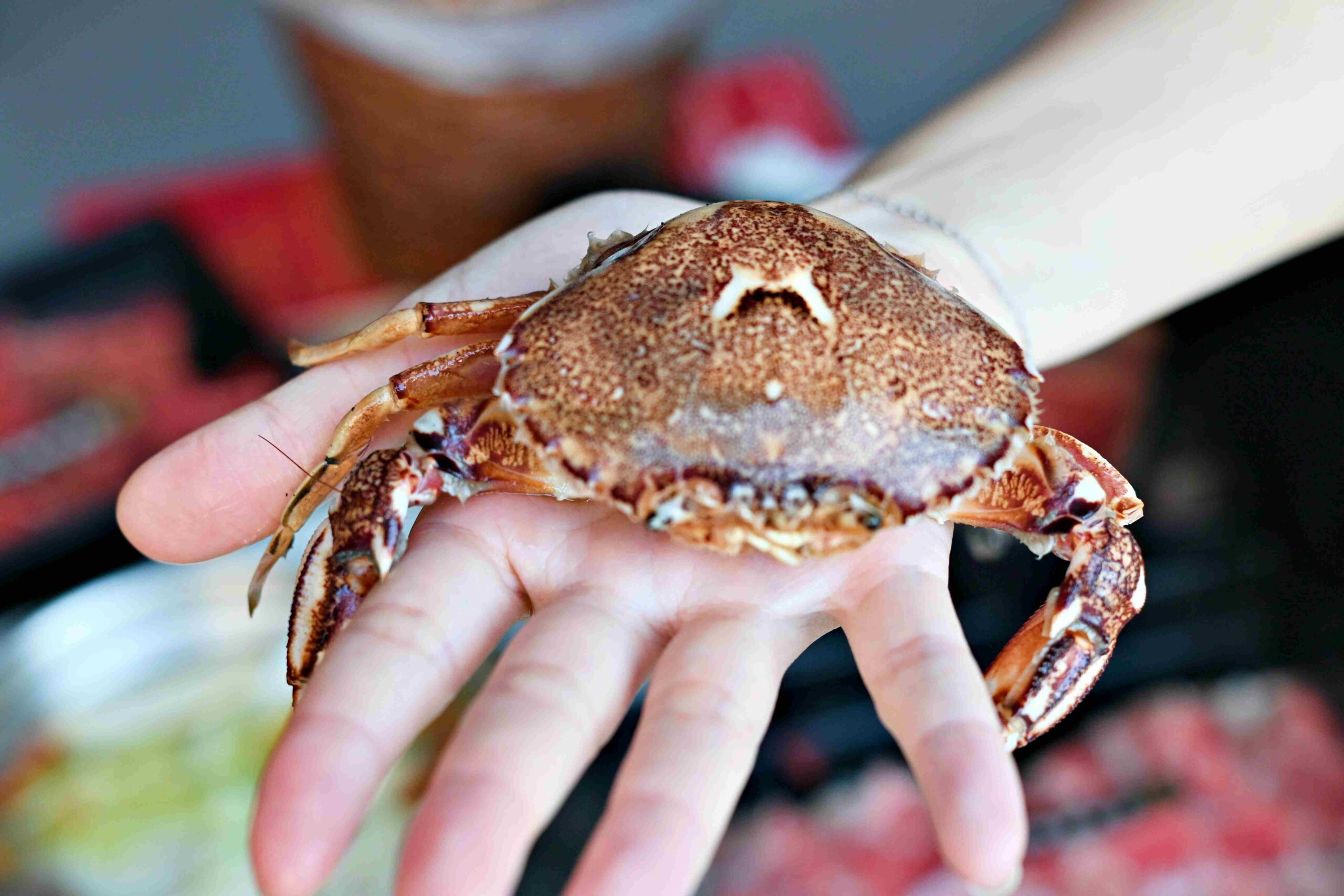 【三重美食】羽葉麻辣火鍋，$539吃超過百樣食材，火鍋+自助餐超划算推薦！(菜單) @趙先生吃飯