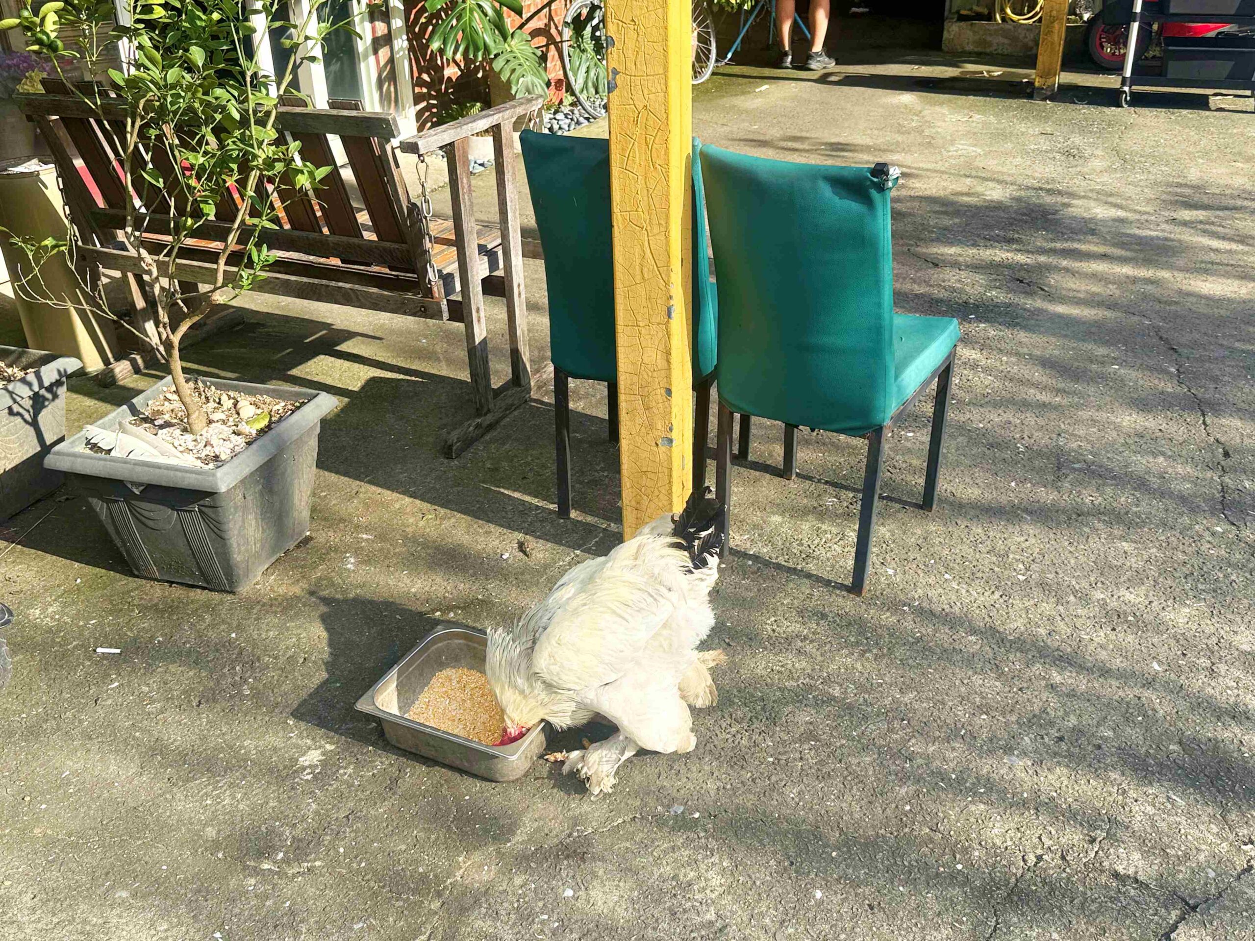 【三芝美食】香聚桶仔雞，花東放山雞、純天然食材，老師傅超會料理推薦(菜單)！ @趙先生吃飯