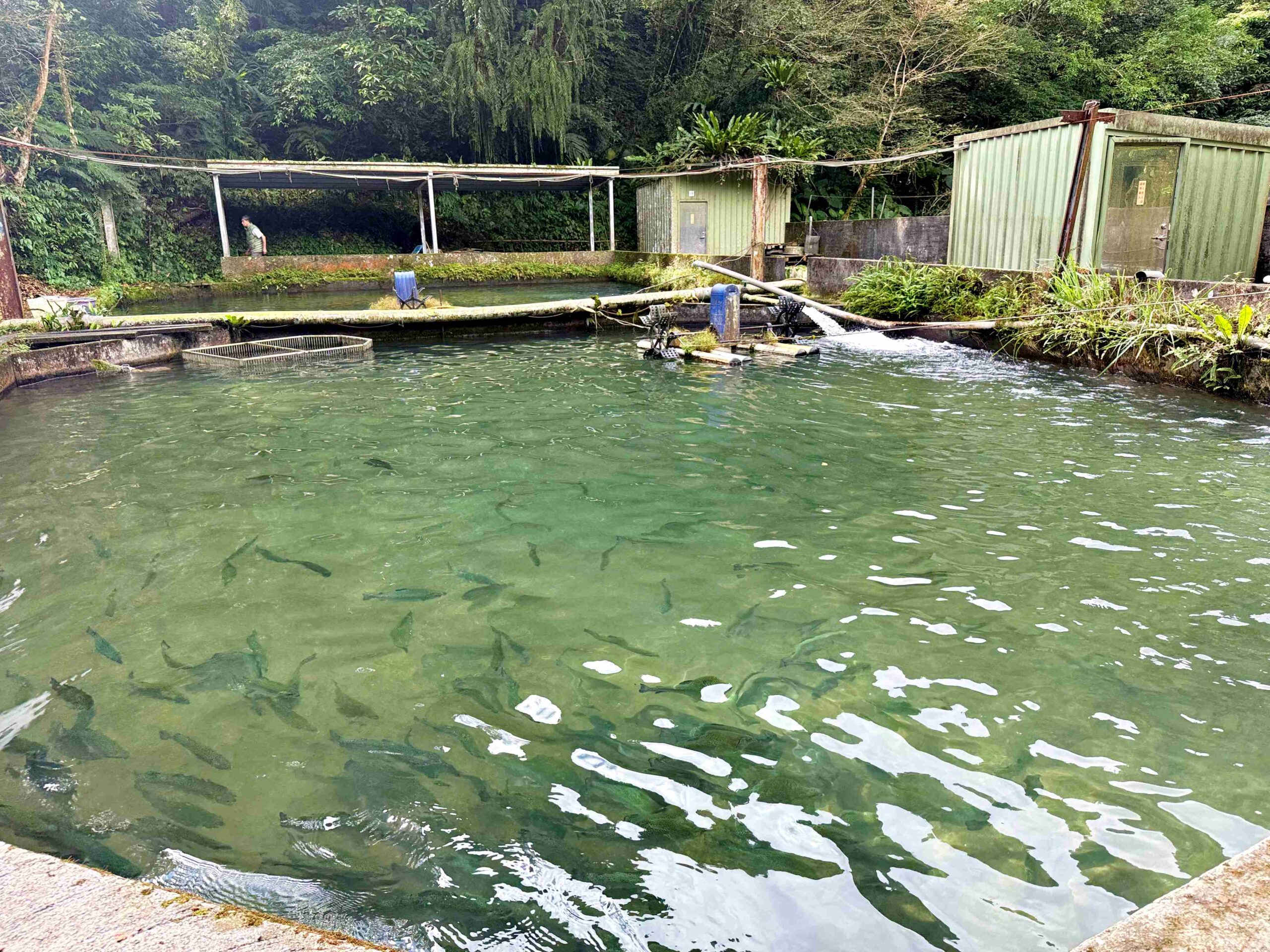 【宜蘭美食】苦花大王，深山活魚秘境餐廳，池邊到餐桌的活魚現撈推薦(菜單) @趙先生吃飯