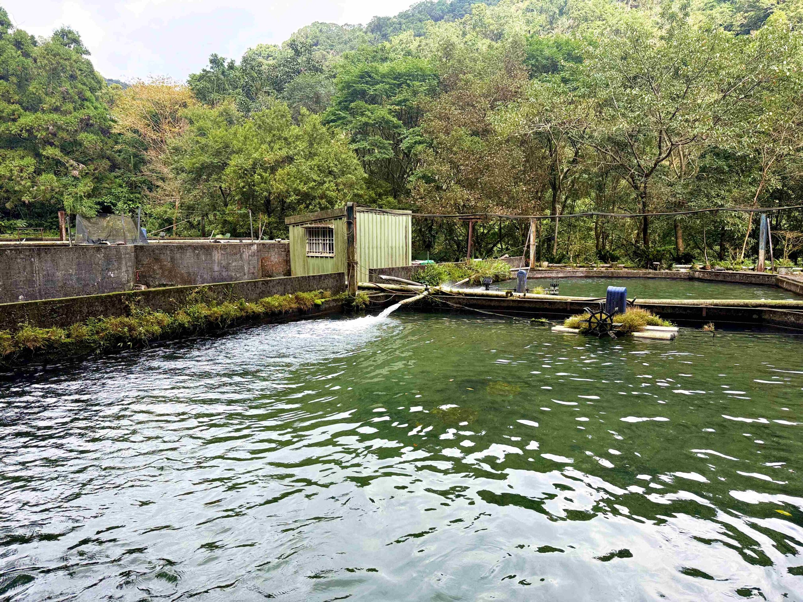 【宜蘭美食】苦花大王,深山活魚秘境餐廳,池邊到餐桌的活魚現撈推薦(菜單) @趙先生吃飯 【宜蘭美食】苦花大王,深山活魚秘境餐廳,池邊到餐桌的活魚現撈推薦(菜單) @趙先生吃飯