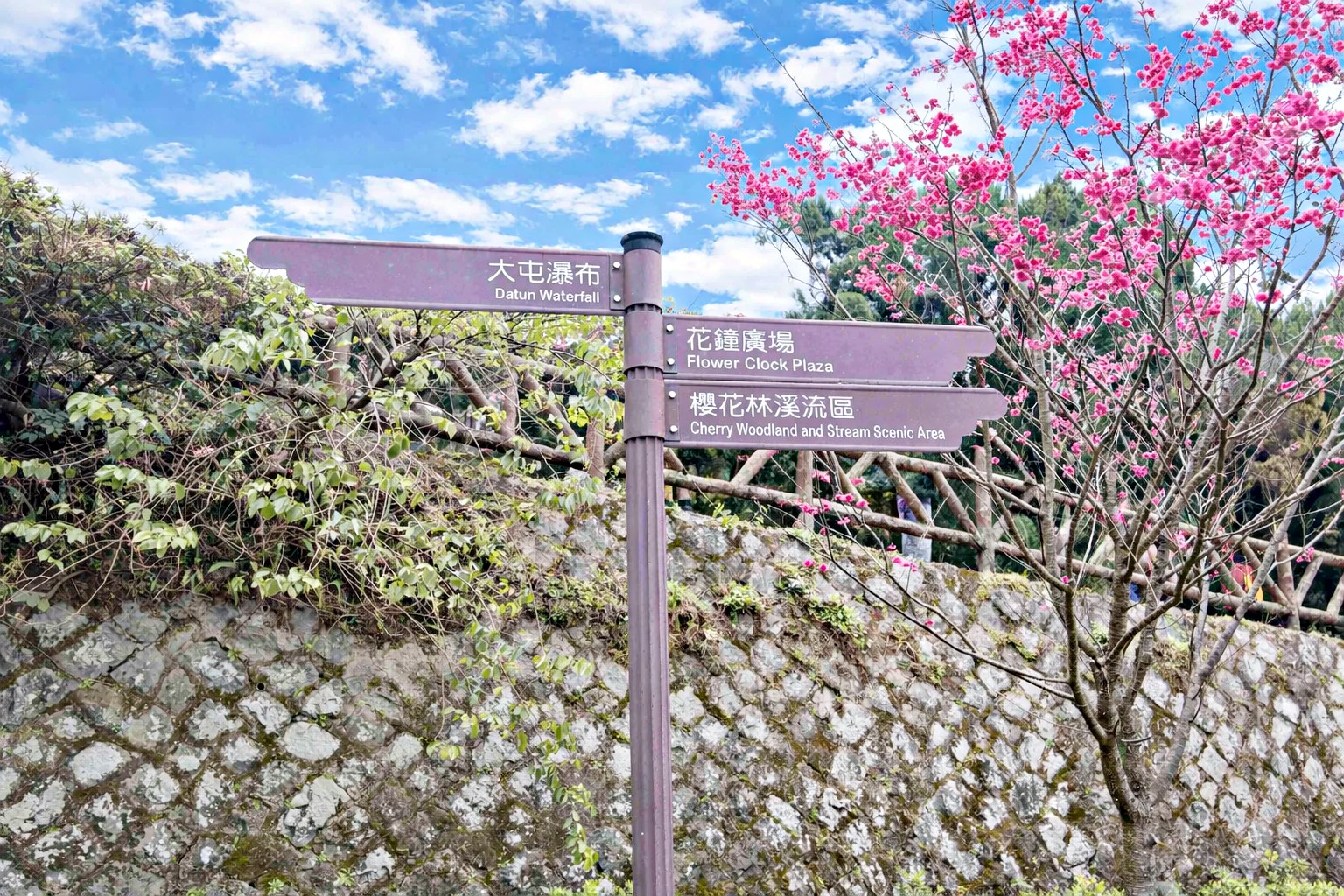 【陽明山景點】陽明山花季，超美花海，輕鬆賞櫻花，就像身在日本推薦(賞花路線) @趙先生吃飯