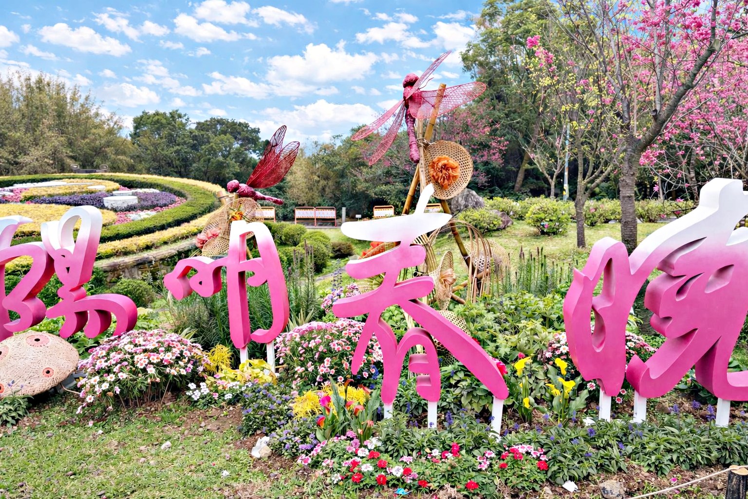 【陽明山景點】陽明山花季，超美花海，輕鬆賞櫻花，就像身在日本推薦(賞花路線) @趙先生吃飯