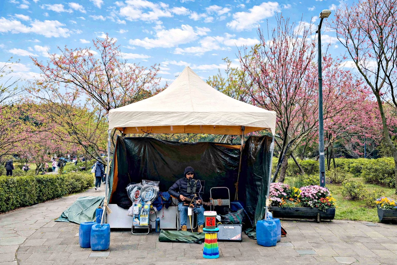 【陽明山景點】陽明山花季，超美花海，輕鬆賞櫻花，就像身在日本推薦(賞花路線) @趙先生吃飯