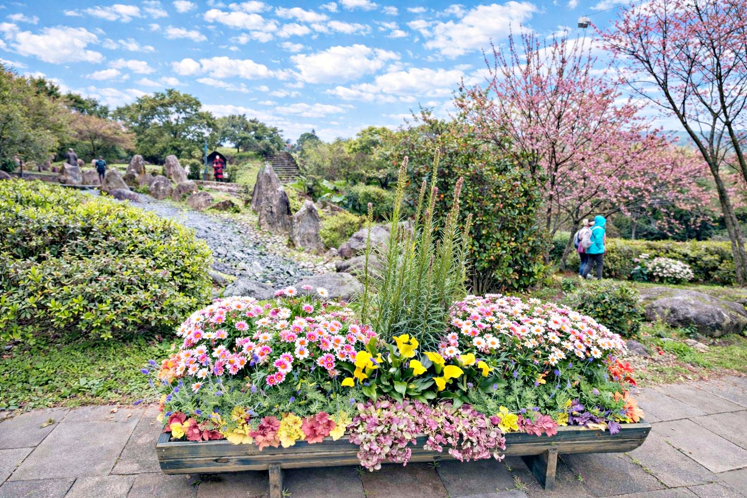 【陽明山景點】陽明山花季，超美花海，輕鬆賞櫻花，就像身在日本推薦(賞花路線) @趙先生吃飯