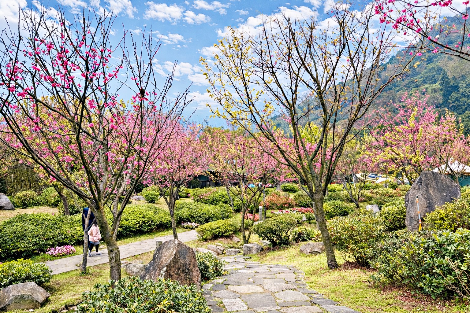 【陽明山景點】陽明山花季，超美花海，輕鬆賞櫻花，就像身在日本推薦(賞花路線) @趙先生吃飯