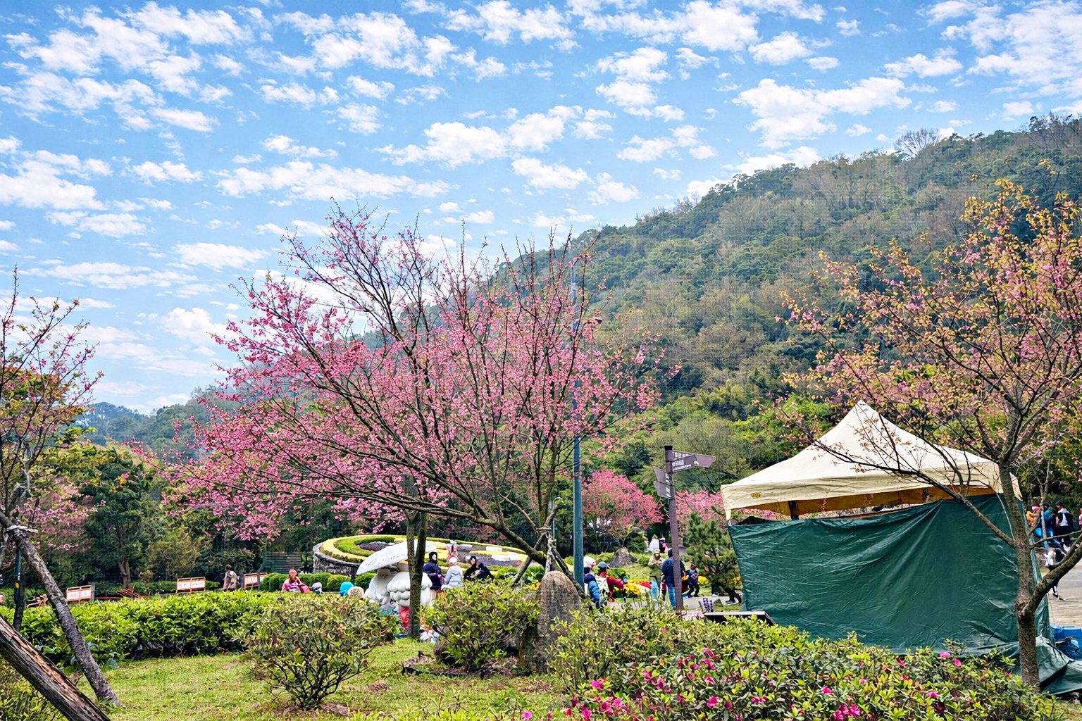【陽明山景點】陽明山花季，超美花海，輕鬆賞櫻花，就像身在日本推薦(賞花路線) @趙先生吃飯