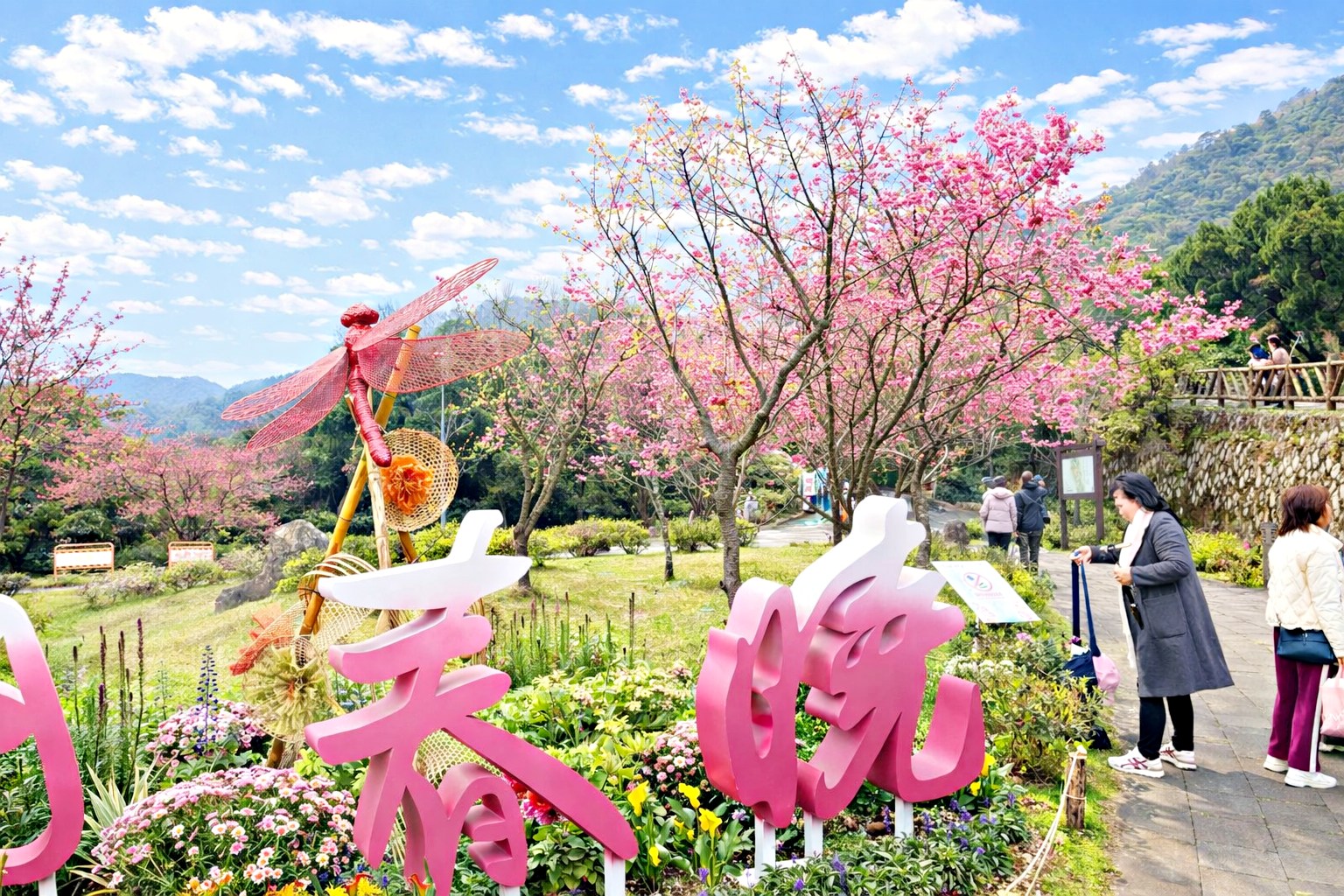 【陽明山景點】陽明山花季，超美花海，輕鬆賞櫻花，就像身在日本推薦(賞花路線) @趙先生吃飯