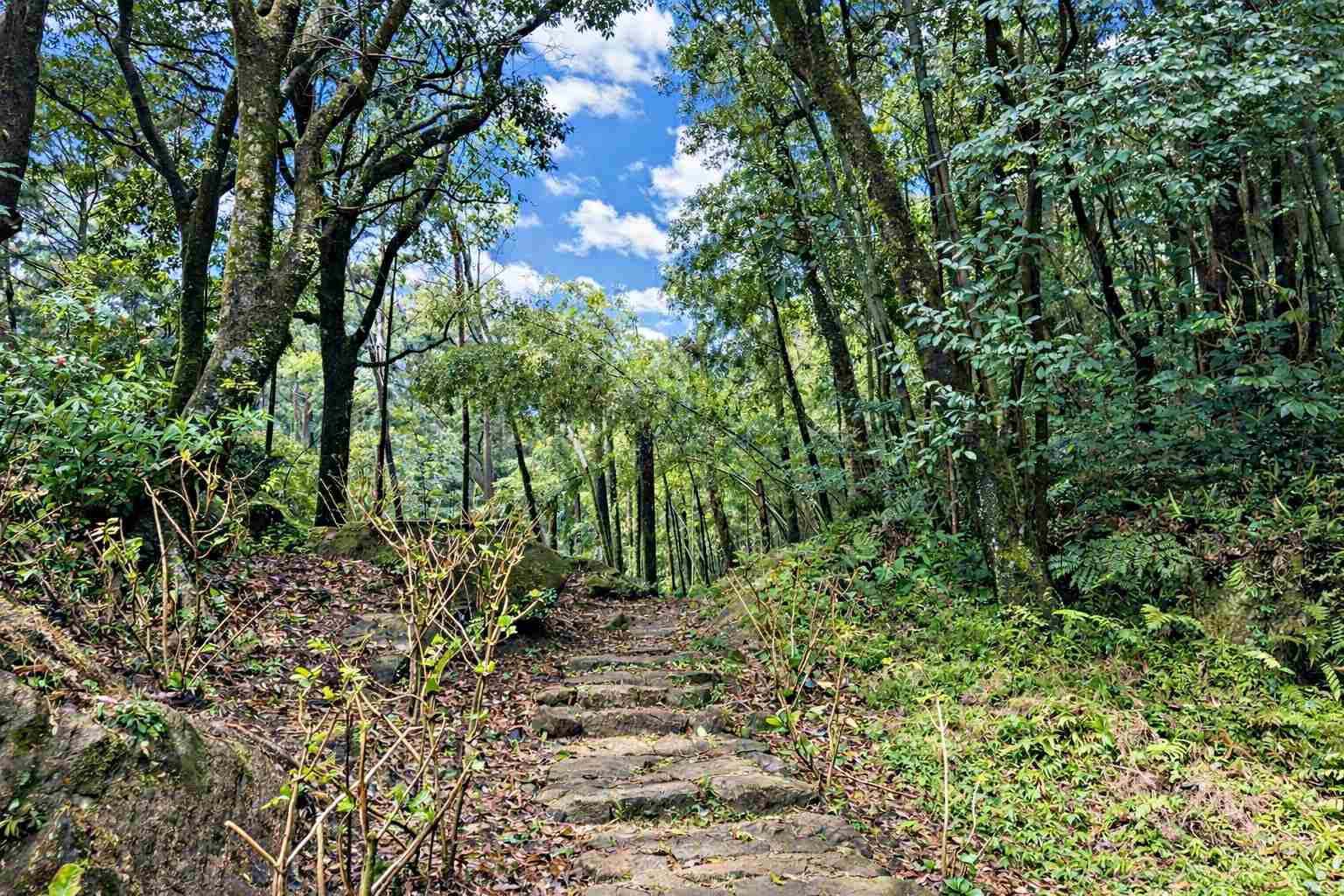 【北投美食】杉旅森林 Coffee Roaster，絕美秘境，被滿滿杉木環繞的空間推薦(菜單) @趙先生吃飯
