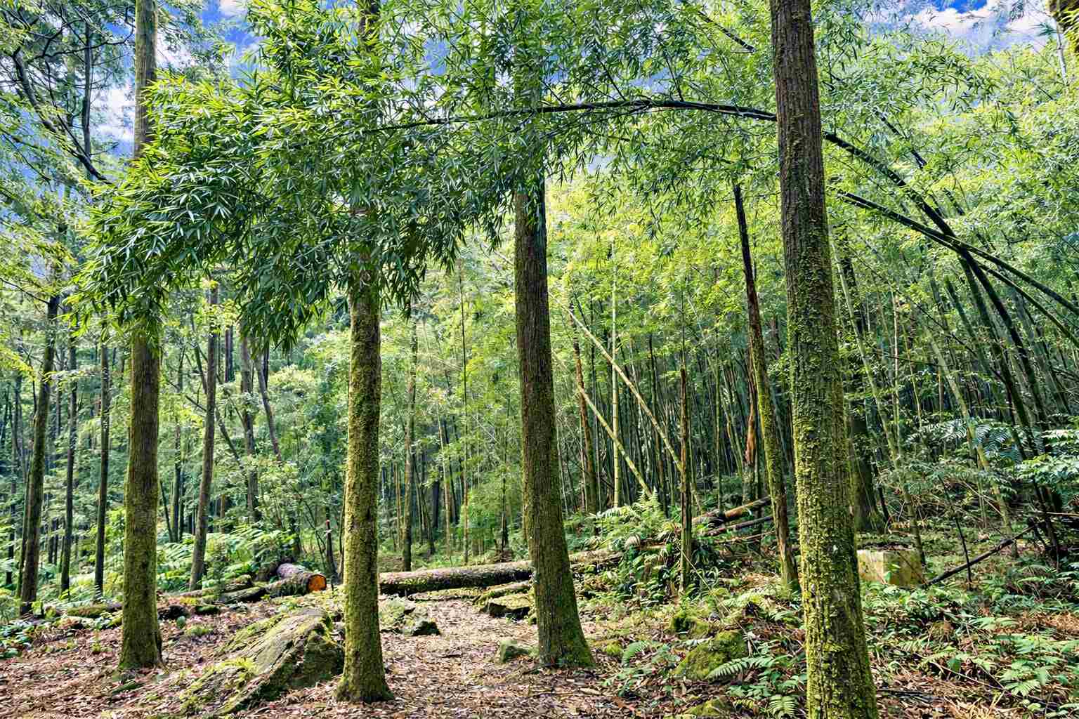 【北投美食】杉旅森林 Coffee Roaster，絕美秘境，被滿滿杉木環繞的空間推薦(菜單) @趙先生吃飯