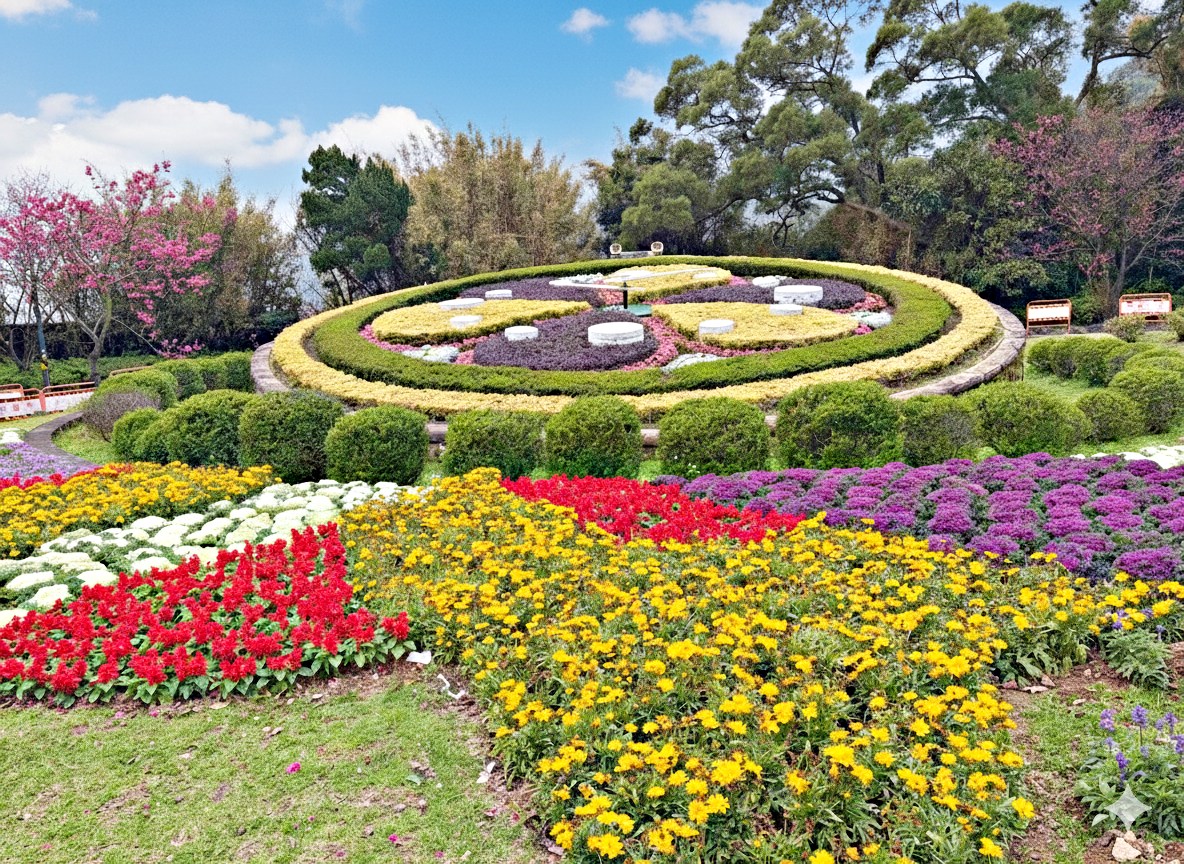 【陽明山景點】陽明山花季，超美花海，輕鬆賞櫻花，就像身在日本推薦(賞花路線) @趙先生吃飯