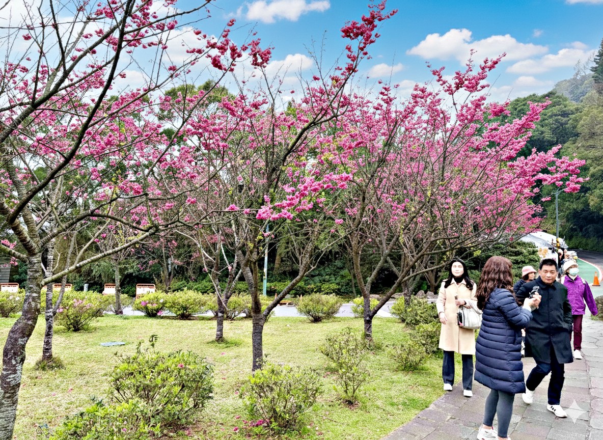 【陽明山景點】陽明山花季，超美花海，輕鬆賞櫻花，就像身在日本推薦(賞花路線) @趙先生吃飯