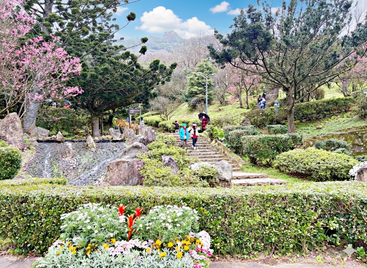 【陽明山景點】陽明山花季，超美花海，輕鬆賞櫻花，就像身在日本推薦(賞花路線) @趙先生吃飯