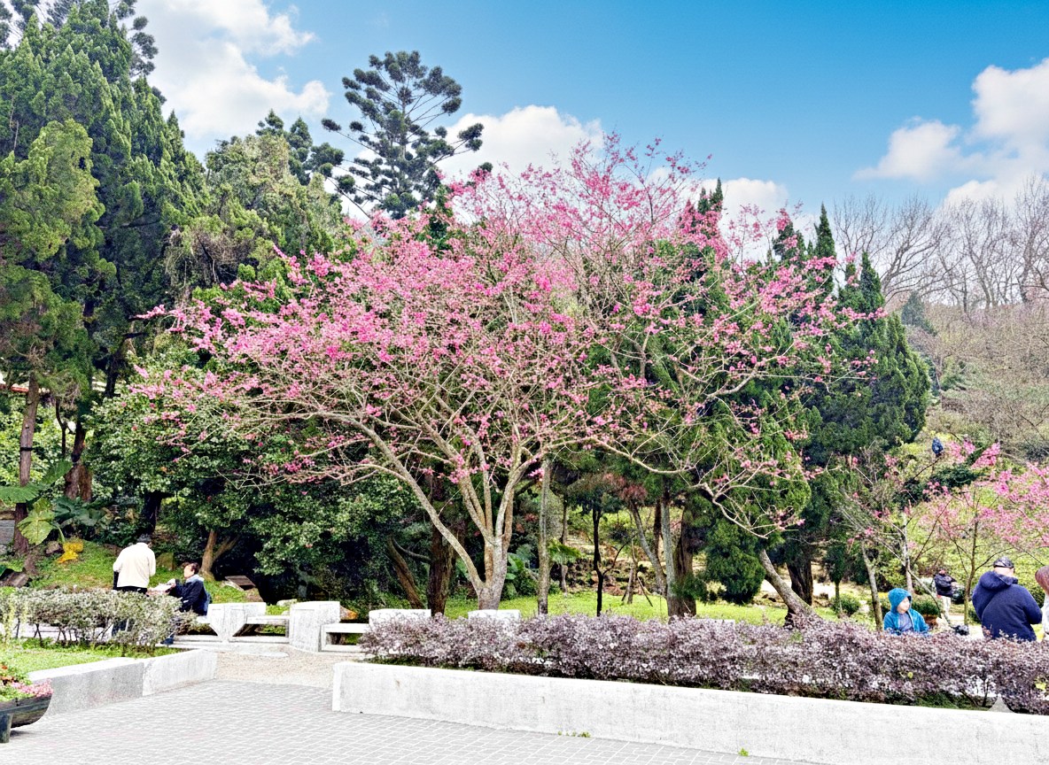 【陽明山景點】陽明山花季，超美花海，輕鬆賞櫻花，就像身在日本推薦(賞花路線) @趙先生吃飯