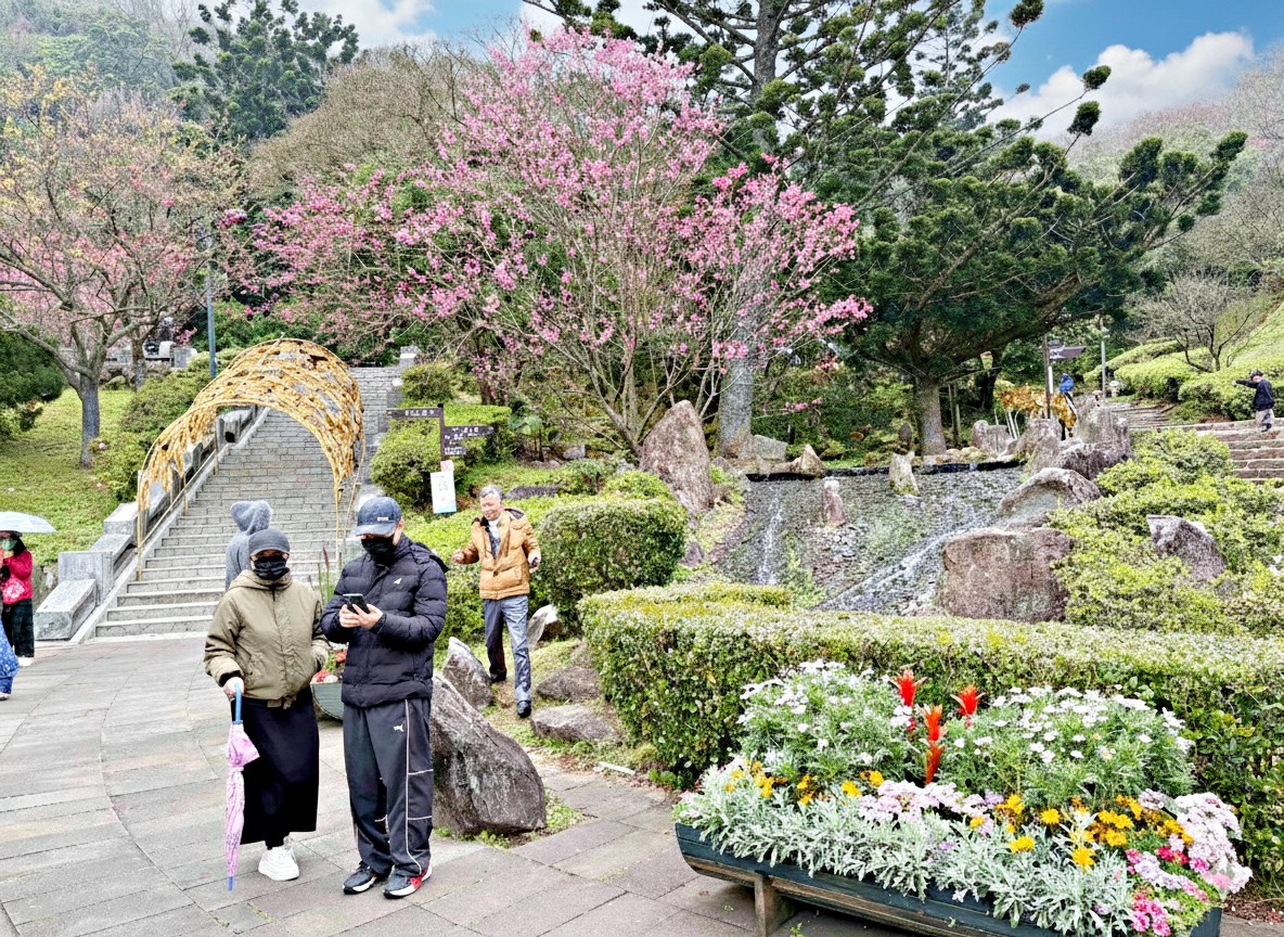【陽明山景點】陽明山花季，超美花海，輕鬆賞櫻花，就像身在日本推薦(賞花路線) @趙先生吃飯