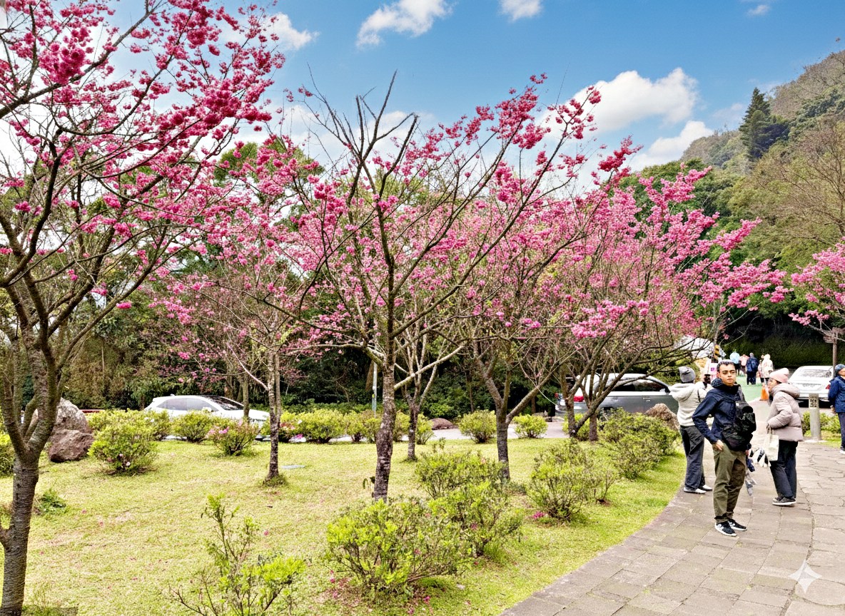 【陽明山景點】陽明山花季，超美花海，輕鬆賞櫻花，就像身在日本推薦(賞花路線) @趙先生吃飯