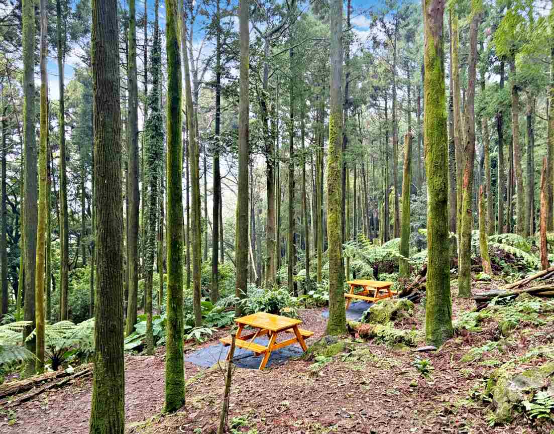 【北投美食】杉旅森林 Coffee Roaster，絕美秘境，被滿滿杉木環繞的空間推薦(菜單) @趙先生吃飯