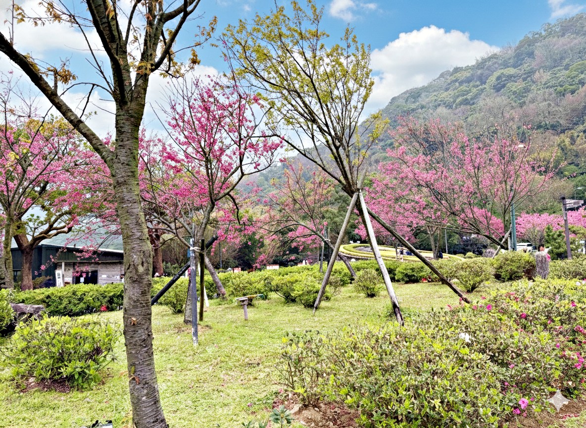 【陽明山景點】陽明山花季，超美花海，輕鬆賞櫻花，就像身在日本推薦(賞花路線) @趙先生吃飯