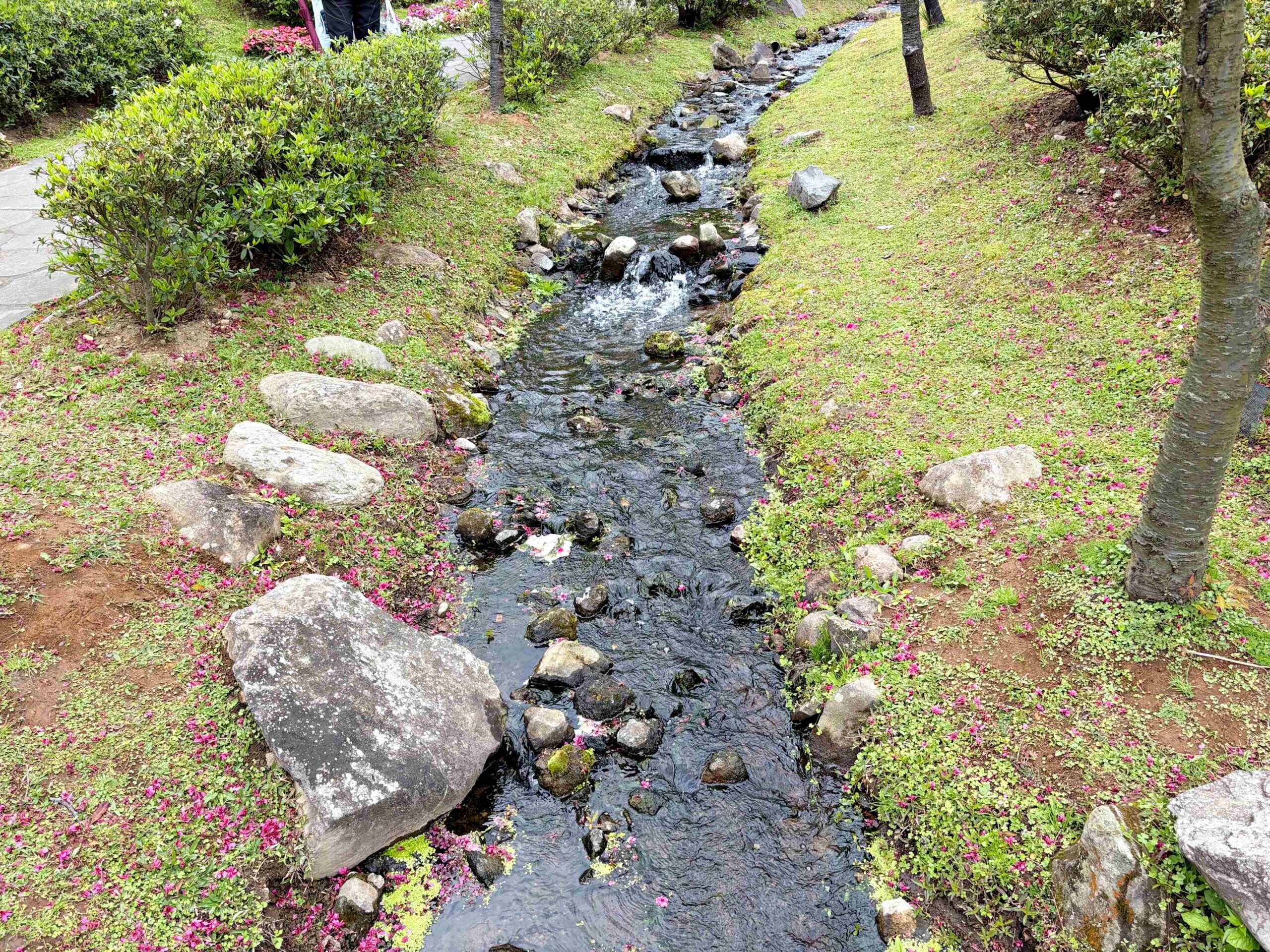 【陽明山景點】陽明山花季，超美花海，輕鬆賞櫻花，就像身在日本推薦(賞花路線) @趙先生吃飯