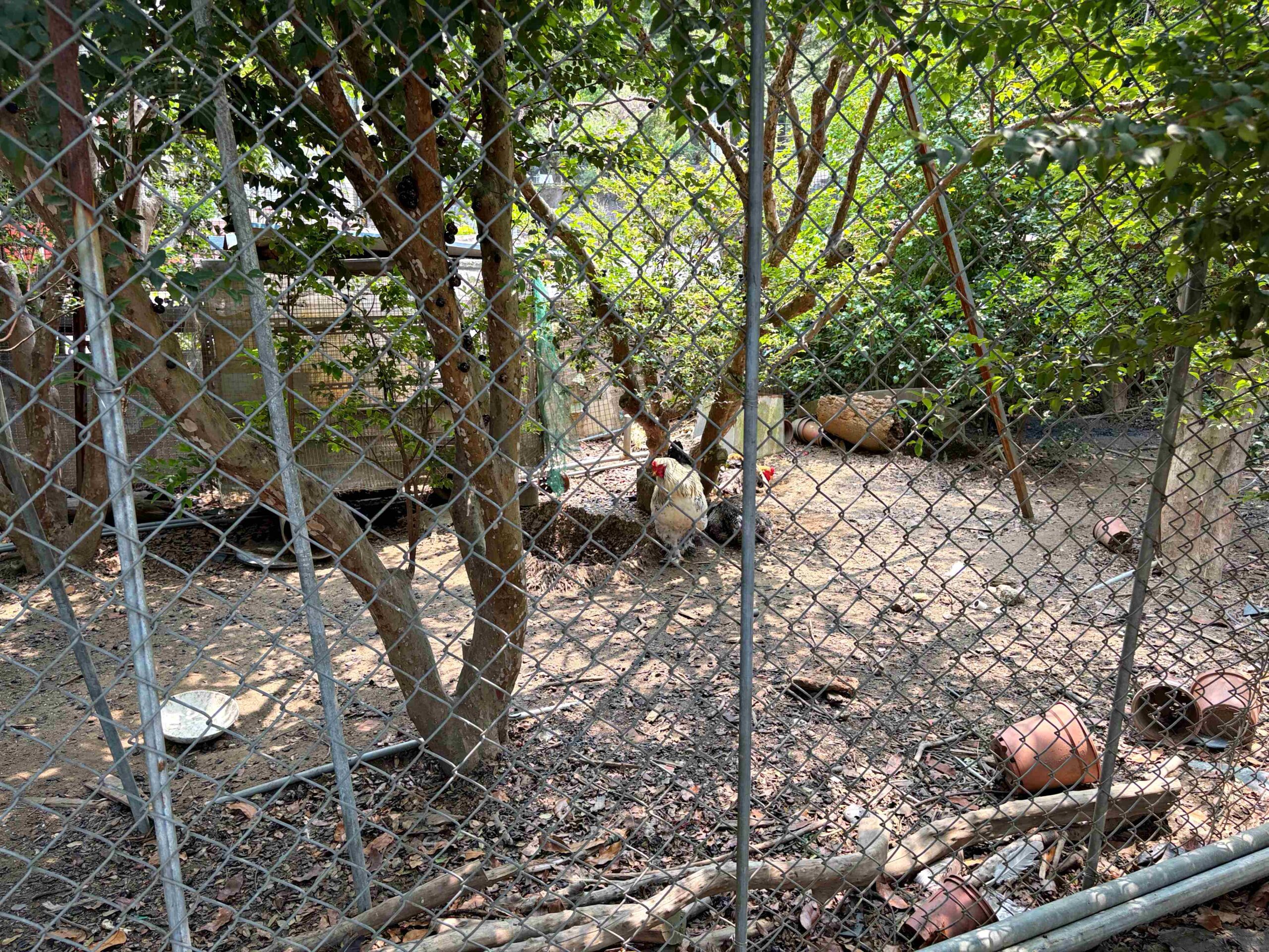 【高雄大社美食】綠野山莊花園餐廳，古董火車軌道送餐超吸睛，三十年老字號土雞城推薦(菜單) @趙先生吃飯