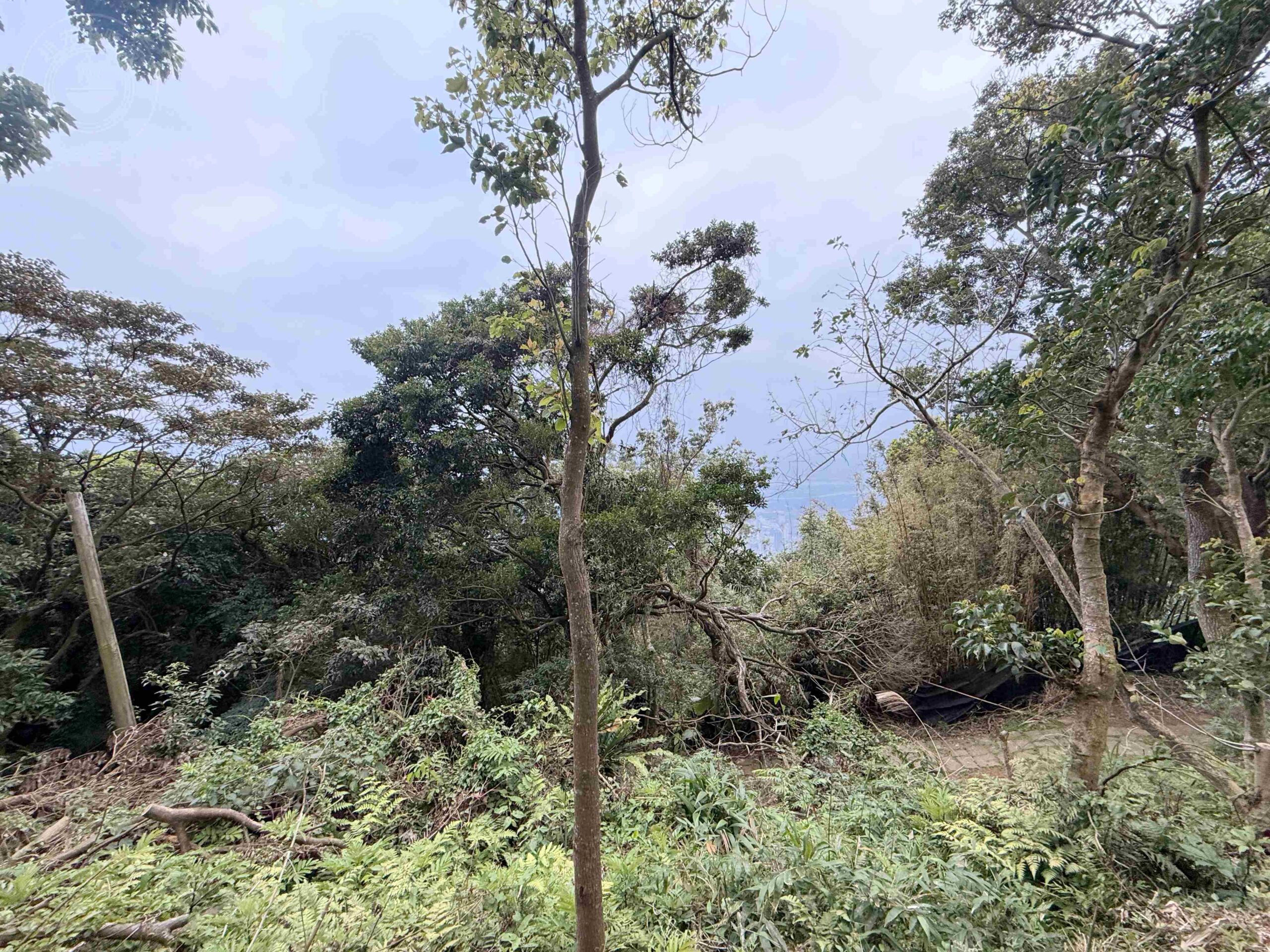 【北投/陽明山景點】中正山親山步道，15分鐘輕鬆登頂，大台北環繞風景推薦(360度觀景台) @趙先生吃飯