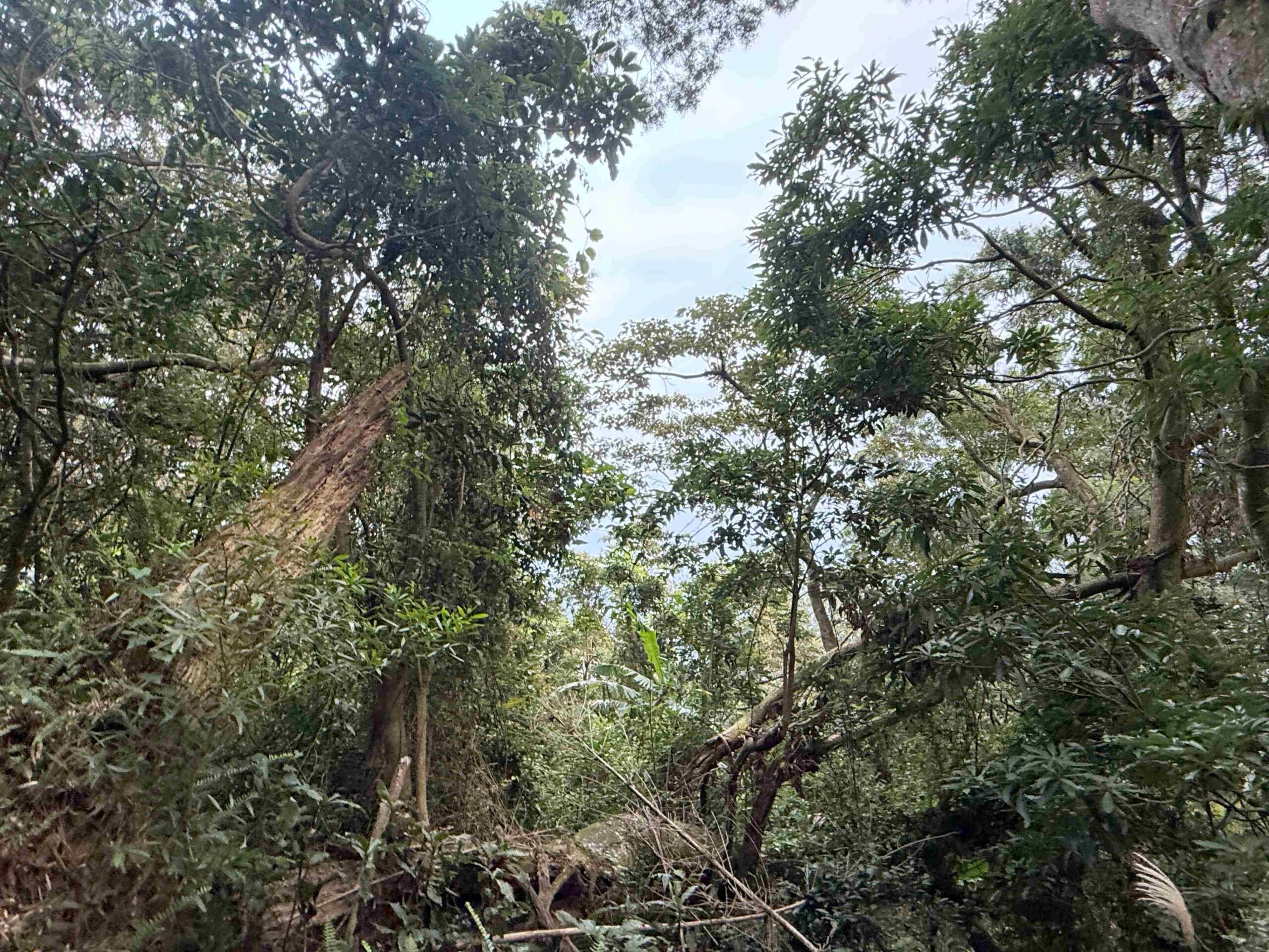 【北投/陽明山景點】中正山親山步道，15分鐘輕鬆登頂，大台北環繞風景推薦(360度觀景台) @趙先生吃飯