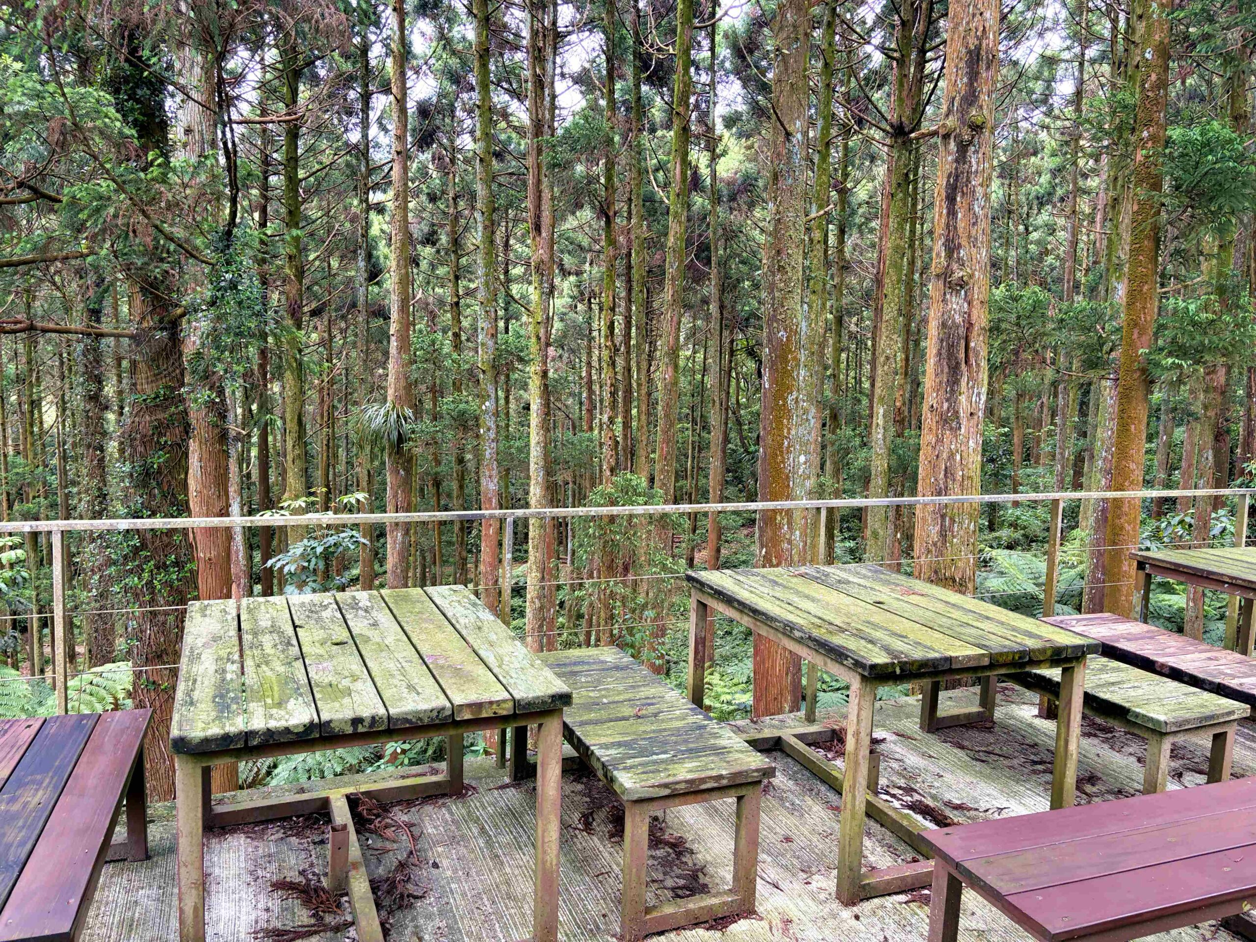 【三峽美食】禾煦熊空茶園，海拔700公尺的森林秘境眺望城市景觀推薦(資訊整理、門票) @趙先生吃飯