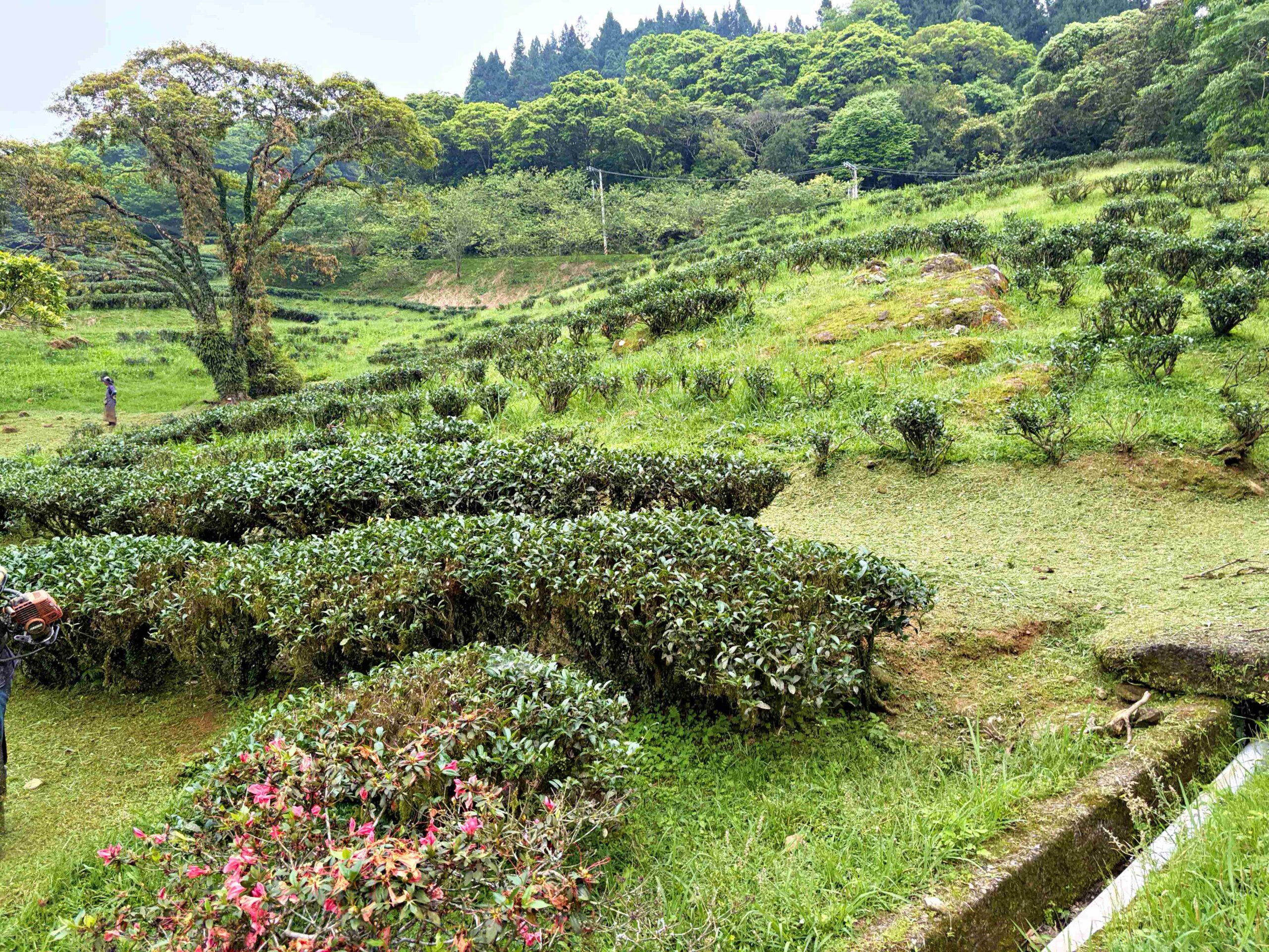 【三峽美食】禾煦熊空茶園，海拔700公尺的森林秘境眺望城市景觀推薦(資訊整理、門票) @趙先生吃飯