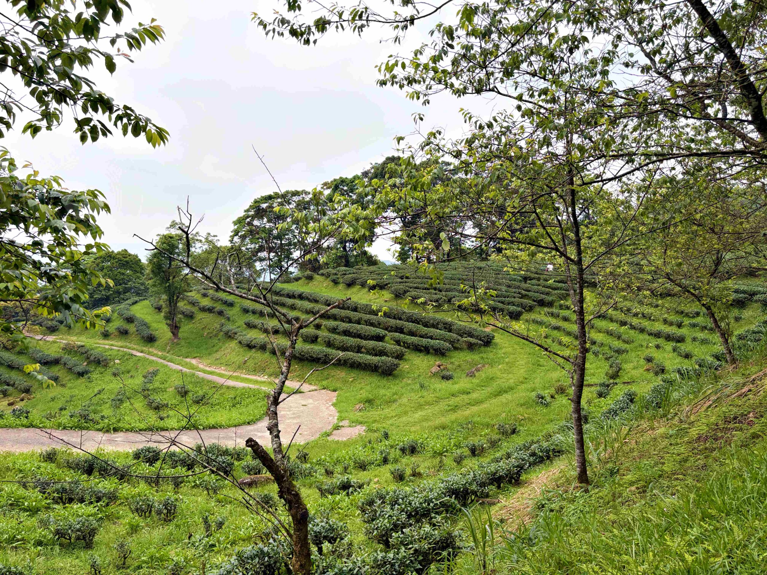 【三峽美食】禾煦熊空茶園，海拔700公尺的森林秘境眺望城市景觀推薦(資訊整理、門票) @趙先生吃飯