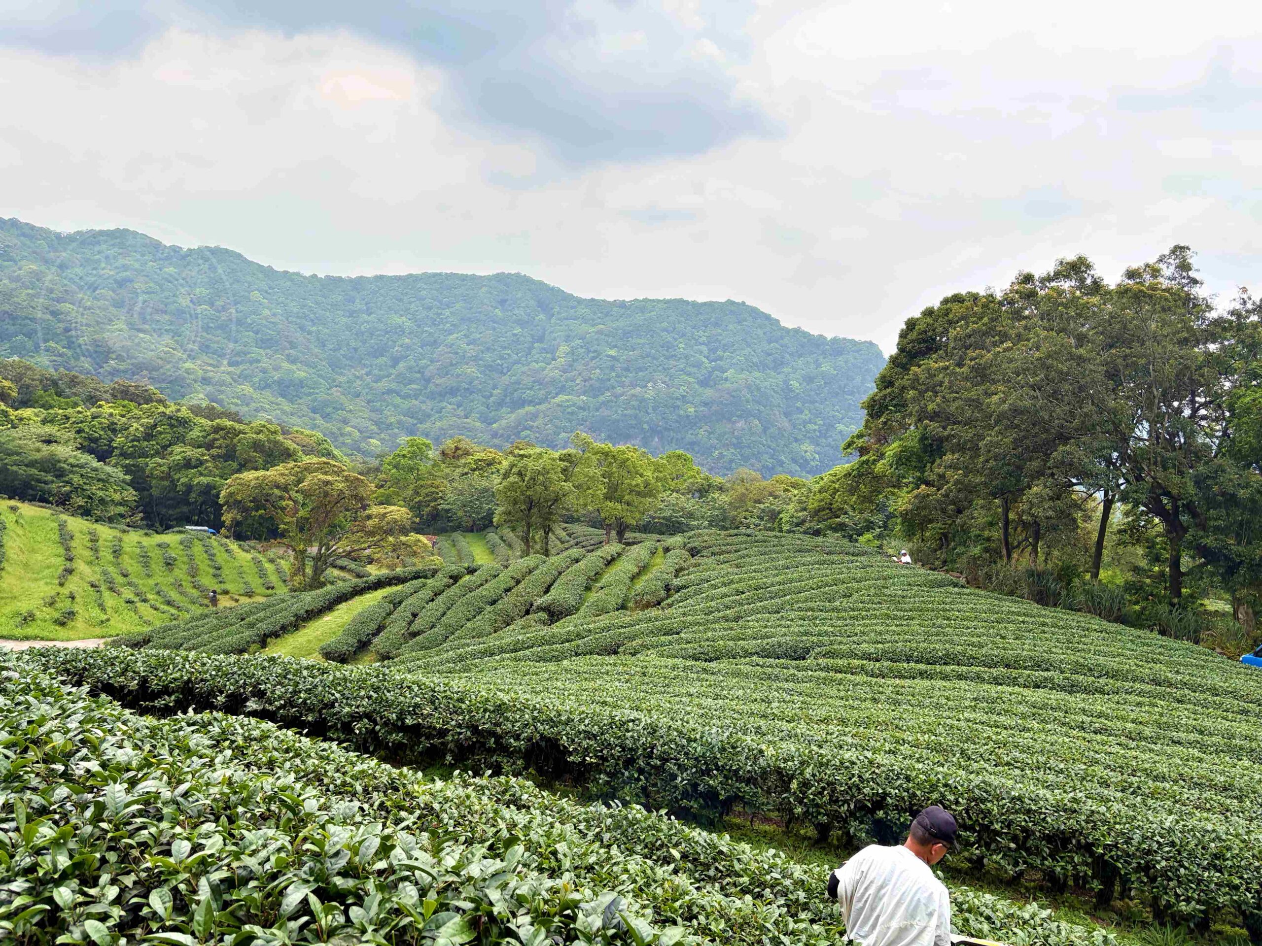 【三峽美食】禾煦熊空茶園，海拔700公尺的森林秘境眺望城市景觀推薦(資訊整理、門票) @趙先生吃飯