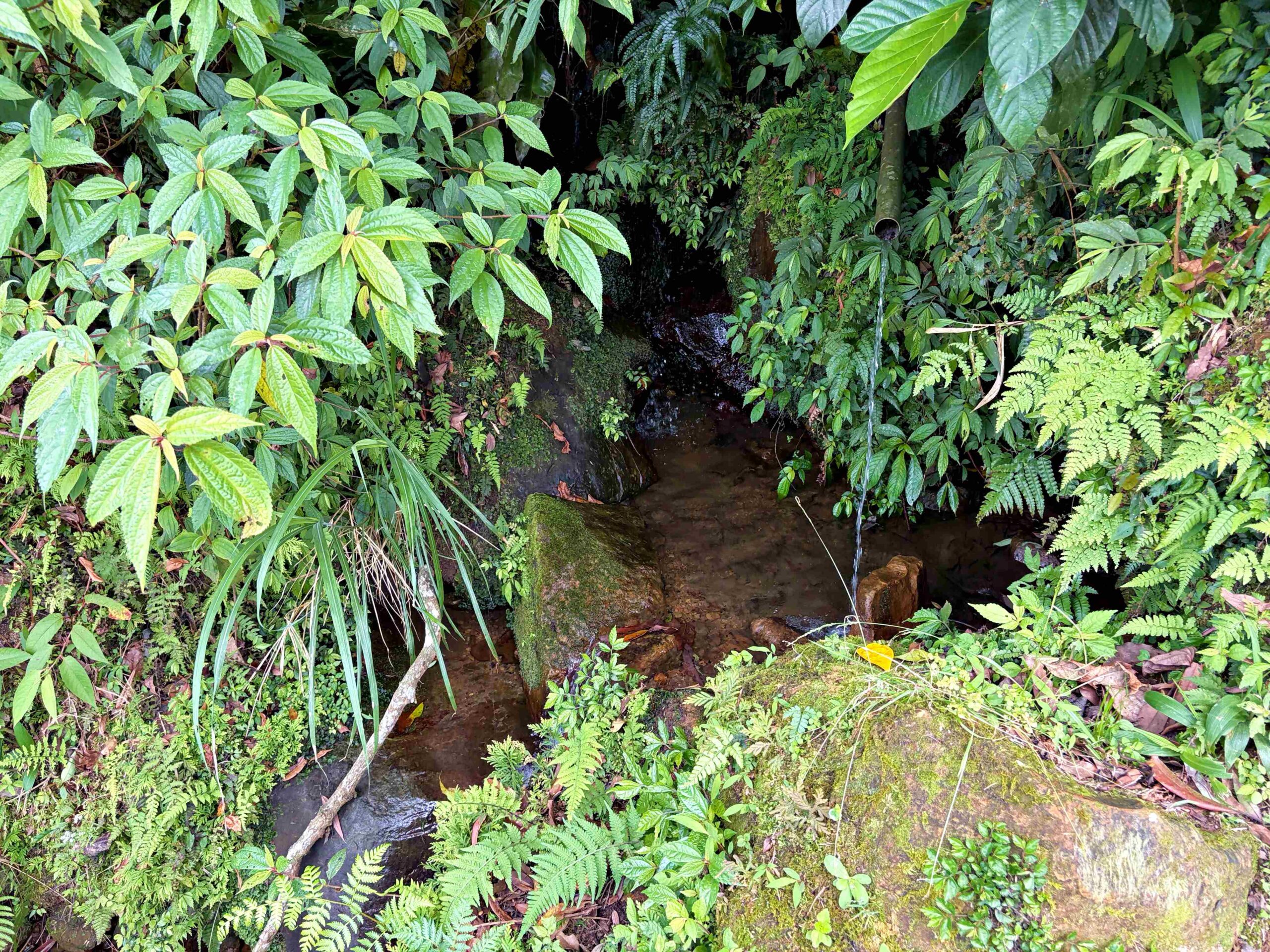 【三峽美食】禾煦熊空茶園，海拔700公尺的森林秘境眺望城市景觀推薦(資訊整理、門票) @趙先生吃飯