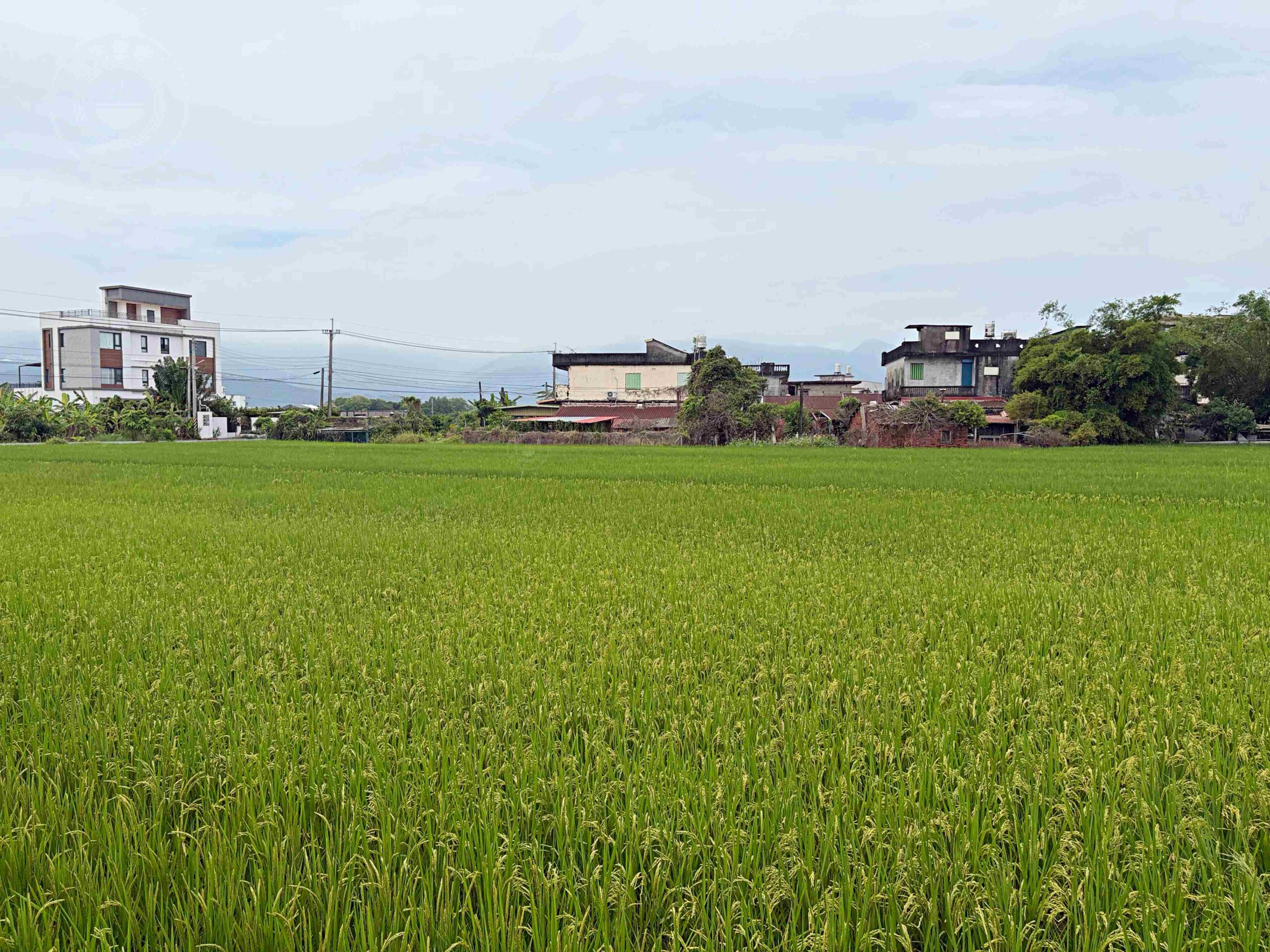 【宜蘭美食】光鮮生活美食館,礁溪極品個人定食,大片稻田窗景、烤鴨、肋排、龍蝦都推薦(菜單) @趙先生吃飯 【宜蘭美食】光鮮生活美食館,礁溪極品個人定食,大片稻田窗景、烤鴨、肋排、龍蝦都推薦(菜單) @趙先生吃飯