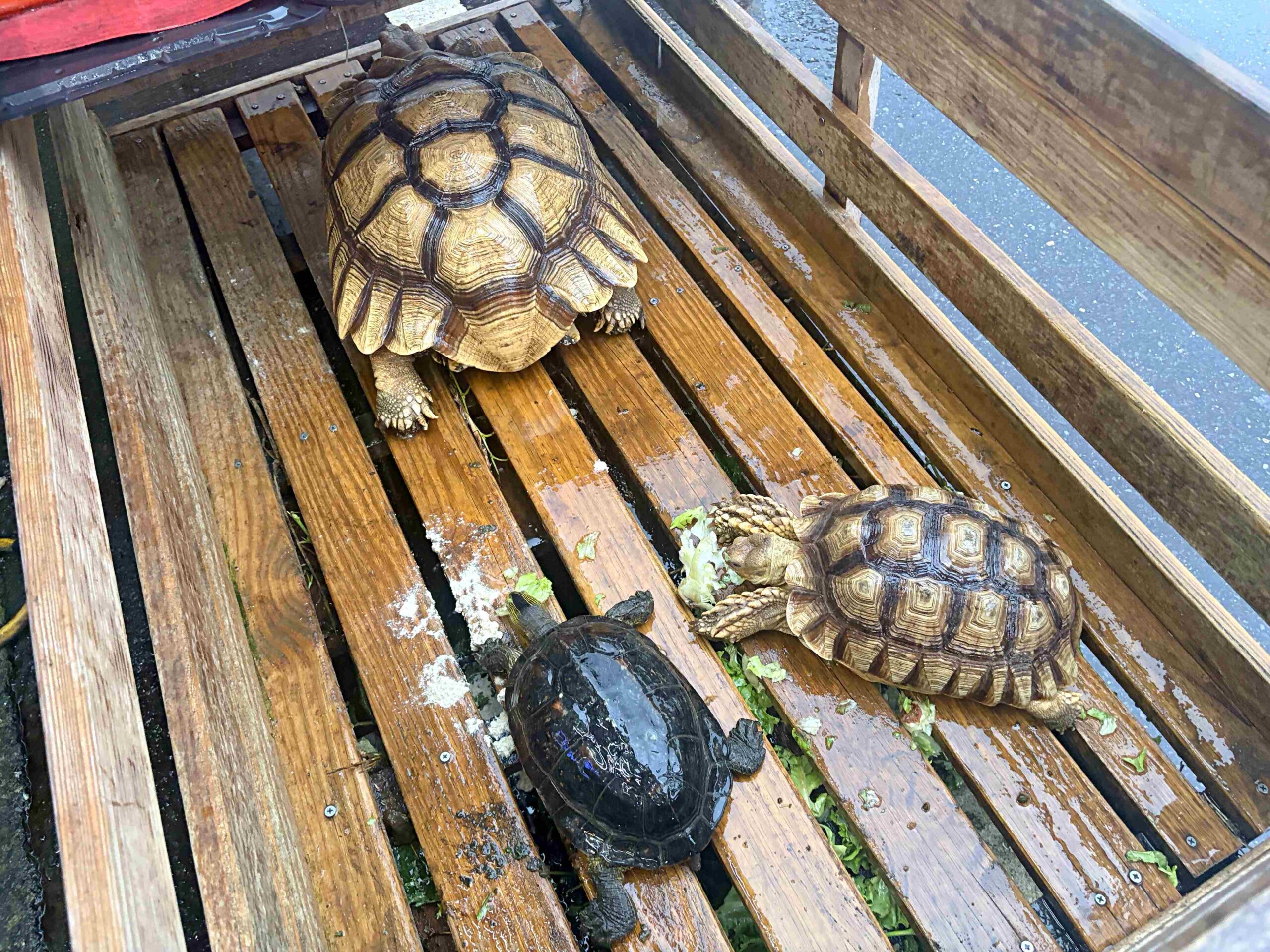 【萬里美食】阿嬌海鮮館，萬里蟹與超大碗小卷米粉，平價高CP值又好吃推薦(菜單) @趙先生吃飯
