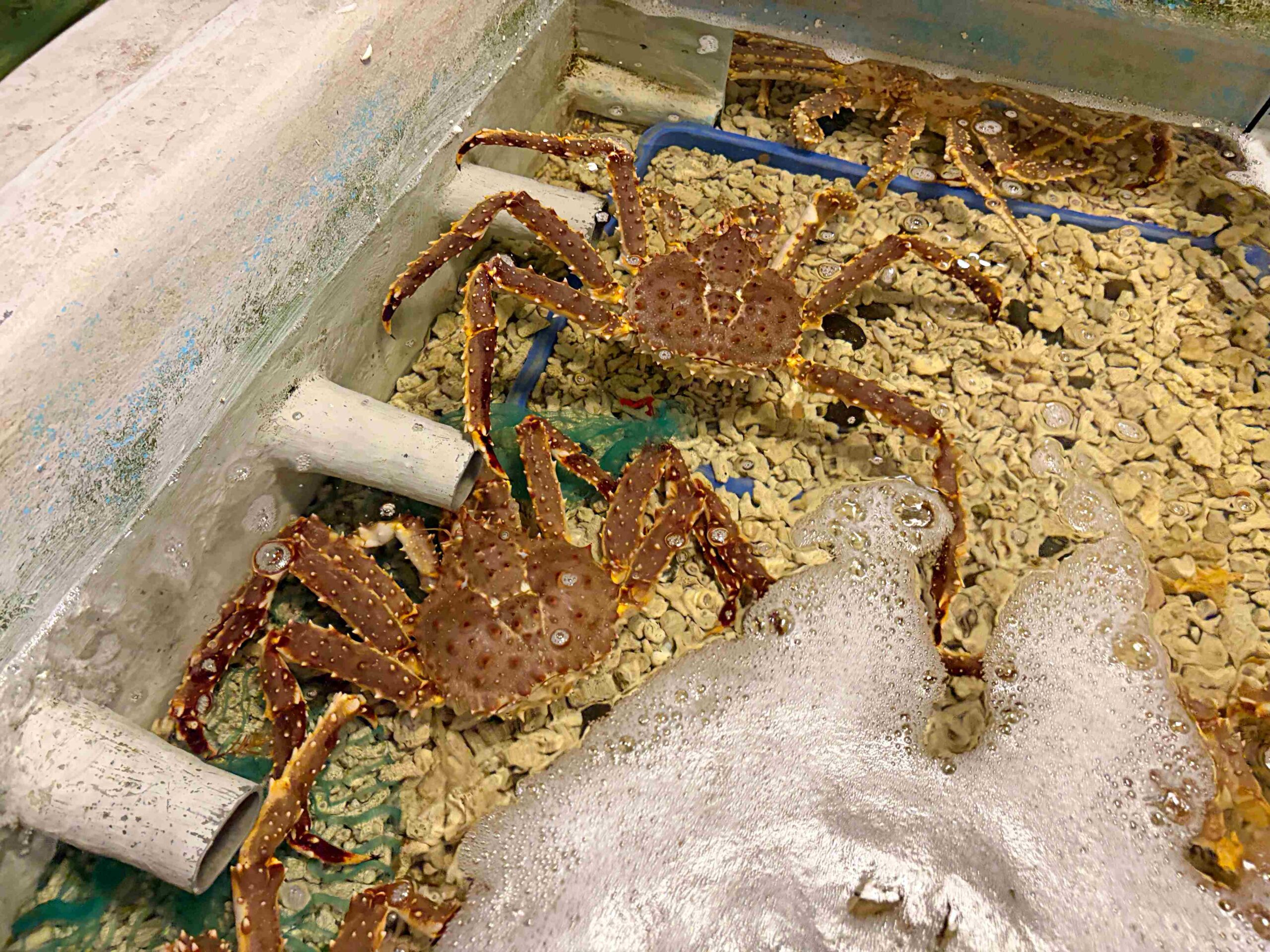 【中山區美食】上引水產,平價厚切生魚片、壽司餐盒,站著吃超有趣推薦(菜單) @趙先生吃飯 【中山區美食】上引水產,平價厚切生魚片、壽司餐盒,站著吃超有趣推薦(菜單) @趙先生吃飯