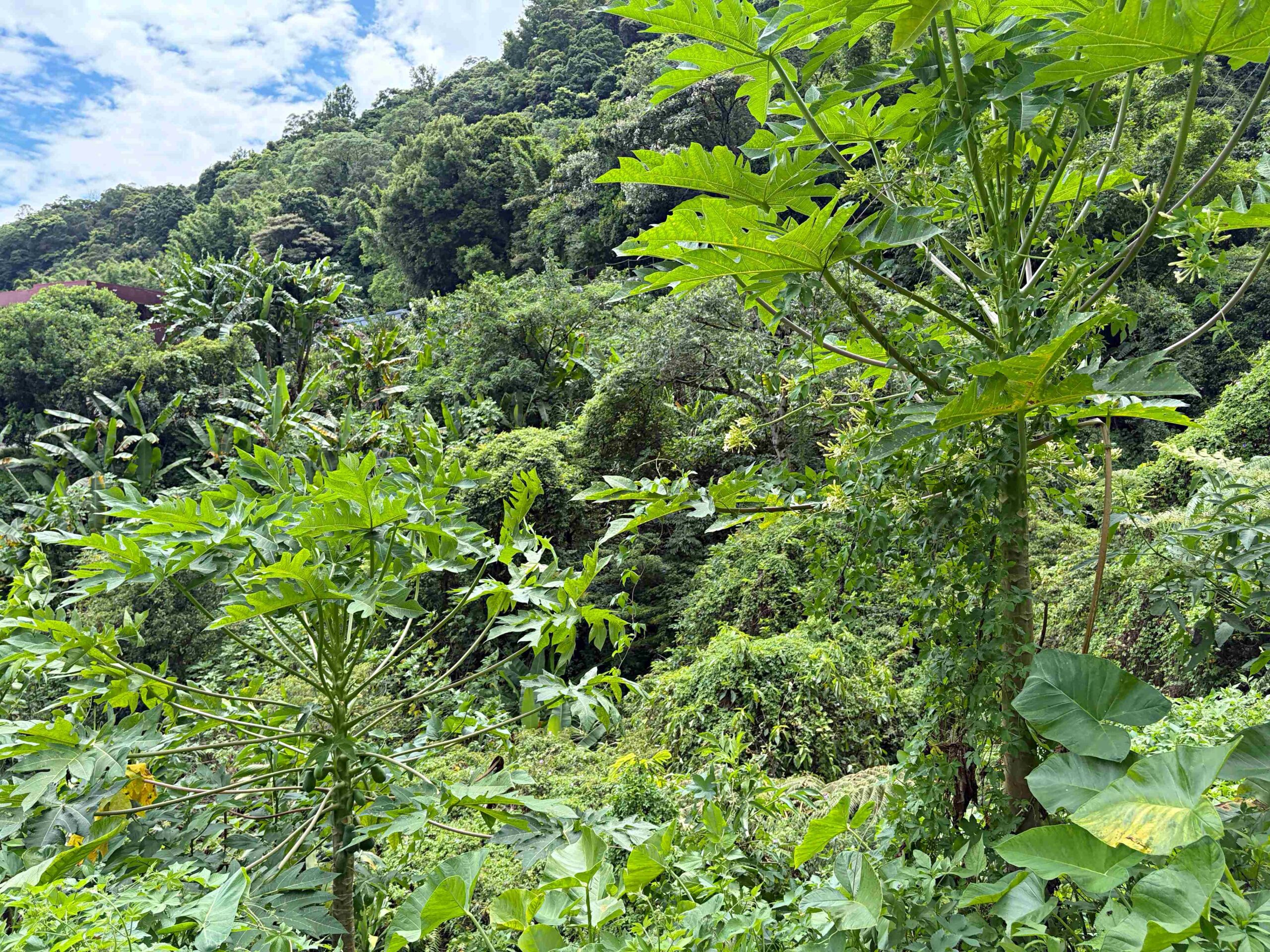 很少人知道這裡，全台最美瀑布吊橋，可以泡腳玩水，沿路都是美景 @趙先生吃飯