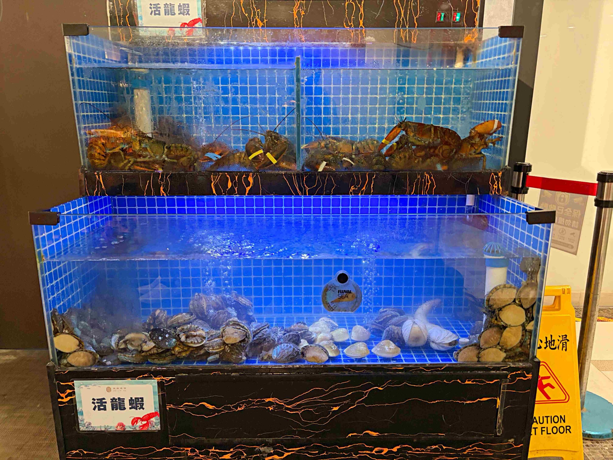 親戚說,不喝驥園雞湯了,改喝這家鮑魚雞湯更好喝,龍蝦還買一送一 @趙先生吃飯 親戚說,不喝驥園雞湯了,改喝這家鮑魚雞湯更好喝,龍蝦還買一送一 @趙先生吃飯